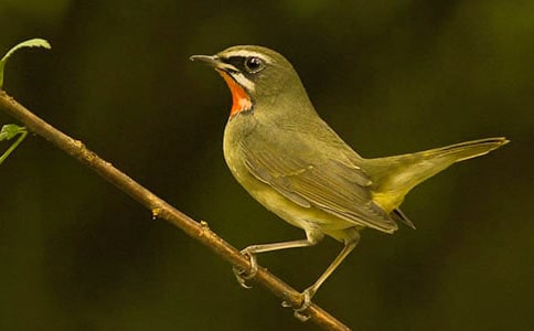 ��С������ˡ��̰�