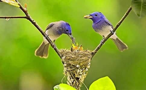 С���Сè�̰����