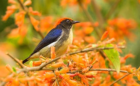 ��ѡ��С���Сè���μ���ѧ���