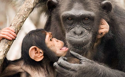 �Բ�����������ʫ��