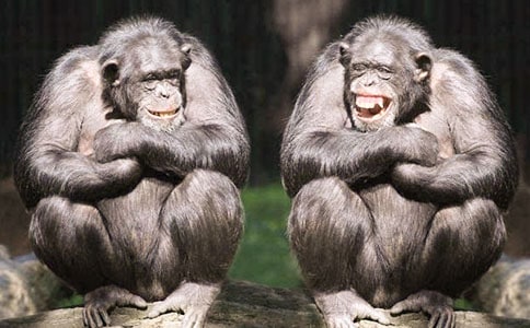 �����ɡ�����