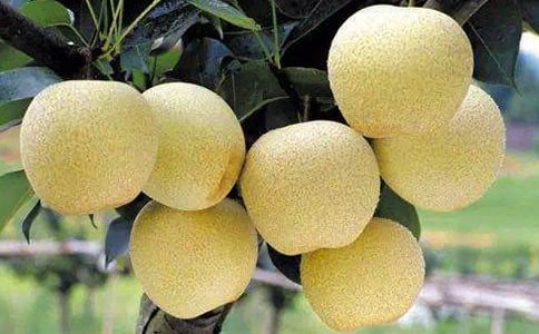 ����ѩ�������˵˵