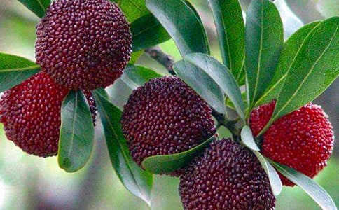 ����ѡ��ժ��÷����