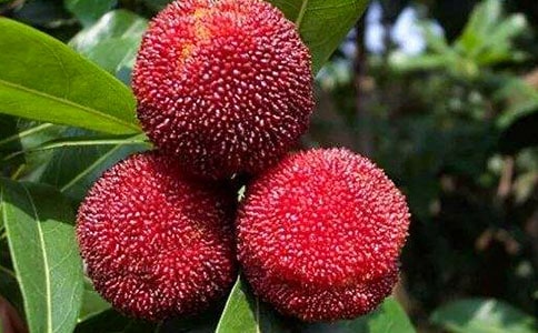 ժ��÷����