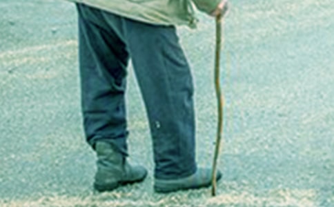 《爷爷和小树》优秀课件教案