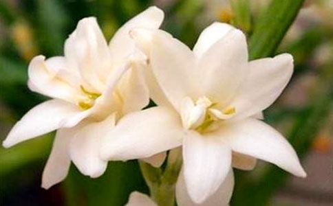 ���Ƽ���ҹ��������