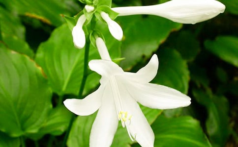 ҹ�������ģ��ȣ�