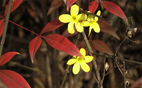 ������ӭ����_���꼶����_Сѧ����