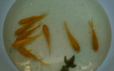 【精】鱼苗购销合同