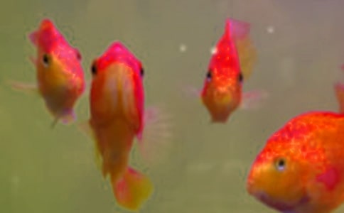 СС����ѧ�ʶ�����