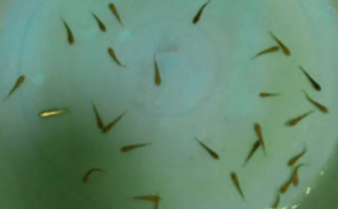 �ܼǣ�������