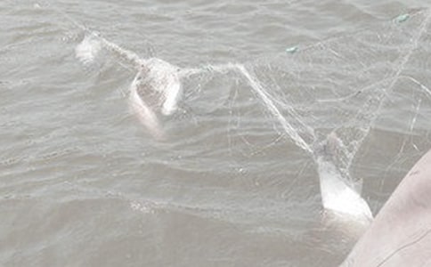 �����ĵ�֮������������Ķ����