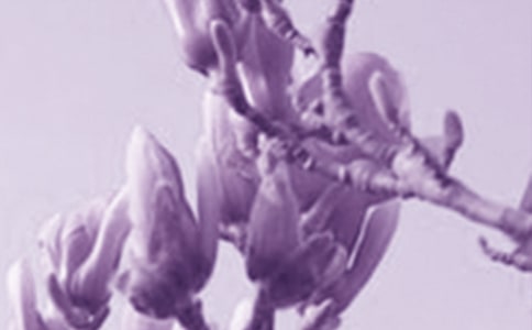 ����ѡ������������