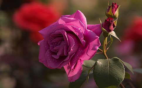 �¼��Ļ�������