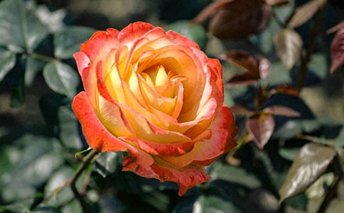 ��д����¼���ʫ��