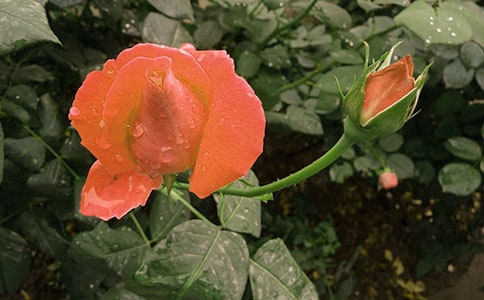 �����¼����ľ��Ӵ󼯺�50��