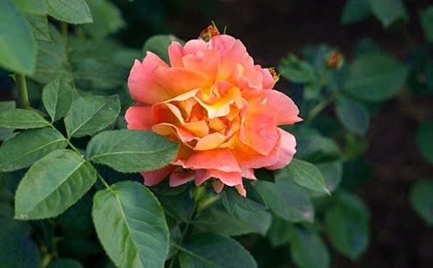 �۲��ռ�ֲ���¼�������