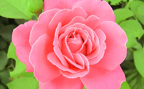 ��ѡ�����¼����ľ��ӻ��41��