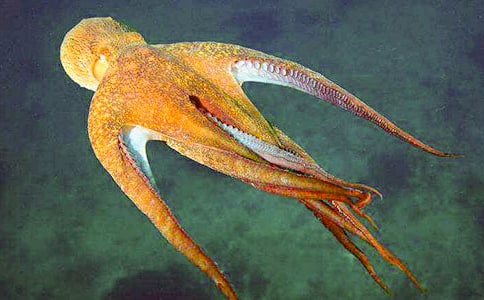 �����������ֳ����