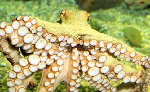 ��������̰�����������̰�