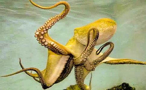 ���������㡷�̰�