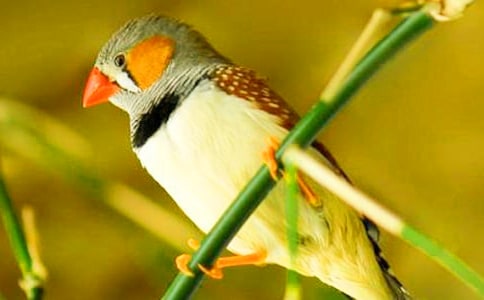 Сѧ����������μ�