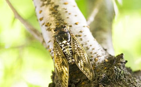 ׽֪�����ģ����ţ�