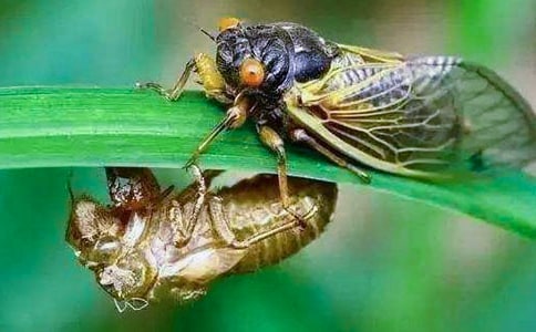 ׽֪�����ģ��Ƽ���