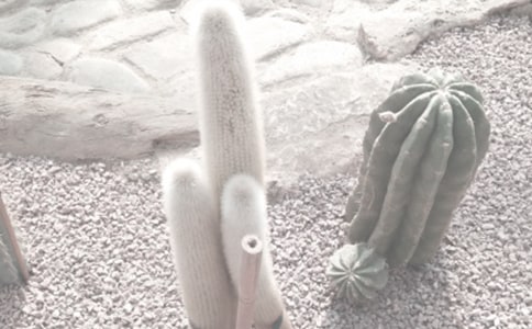 ���ɺ�ֲ��԰