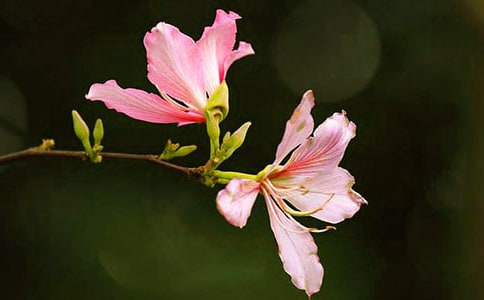 ���Ͼ��������꼶�Ķ�ѵ�����𰸣�ͨ��7ƪ��