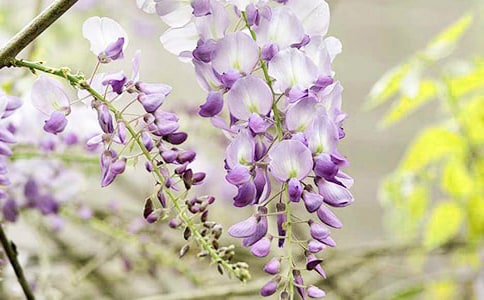 ���ٻ���������ɢ��