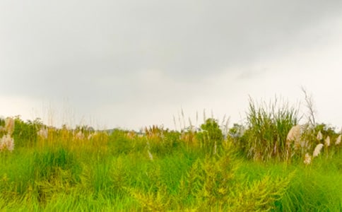 ���߽���г�Ĵ����и�