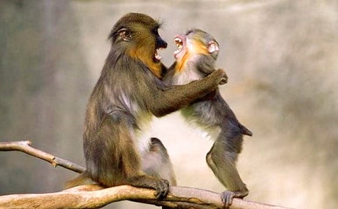 �����������Ķ���ϰ����