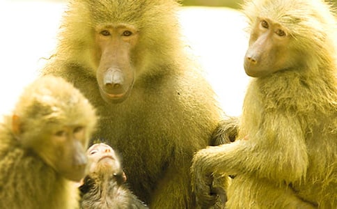 �����ͺ��ӵ�����