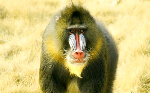 ������ͨͼƬ��ʻ�