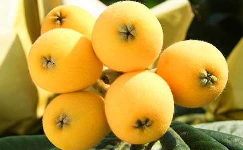 ��������ժ��������