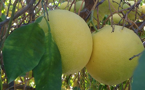 ���ӵĹ�Ч�����ü�ʳ�÷���