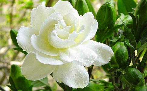 栀子花赞美句子