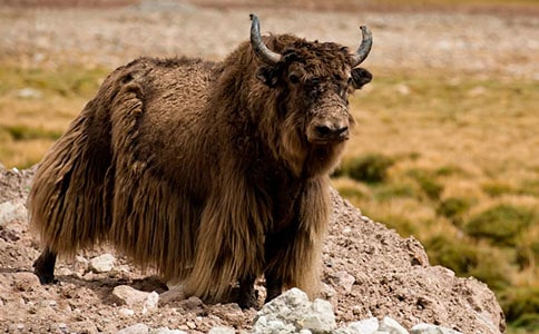 ��д��ţ��ʫ���Ƽ�