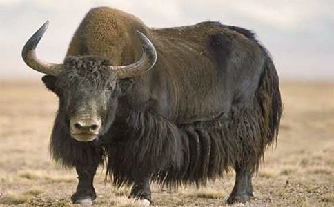 ��ţ�����ģ���ѡ12ƪ��