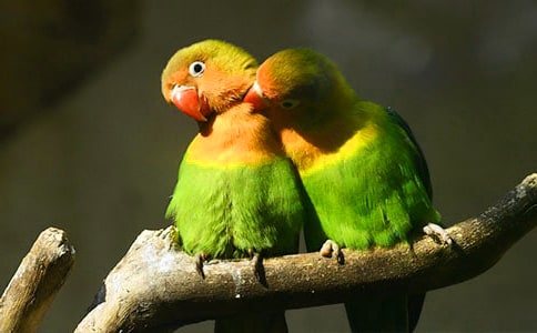 (��ѡ)�ɰ���С��������15ƪ