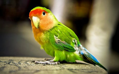 [����]�ϸ��ӡ����������ԭ�ļ�����2ƪ