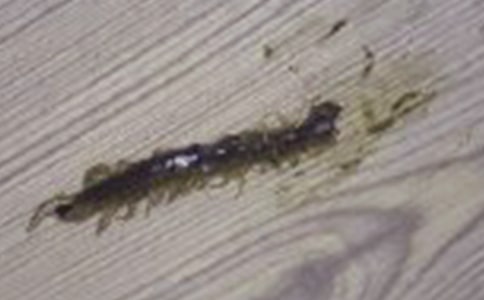 �����������򼾺��