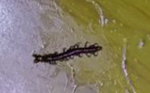 С��򼴩Ь�Ĺ���