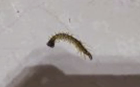 �����������Ｐ��