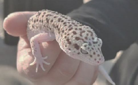 �����β�Ͷ��˿����ٳ���