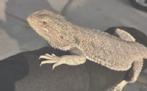 �������������Сѧ�������300�֣���ѡ12ƪ��