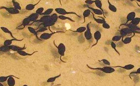 ��С��������衷���Ľ�ѧ���