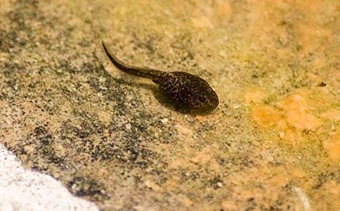 С���������̰�