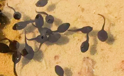 С�������������̰�